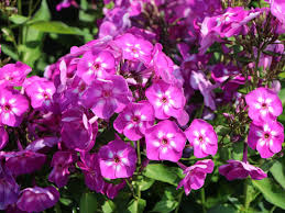 Image result for Phlox (großblumig)