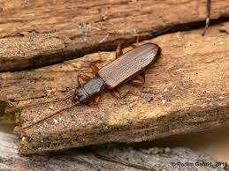 Attēlu rezultāti vaicājumam “Dendrophagus crenatus”