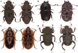 Attēlu rezultāti vaicājumam “Nitidulidae”