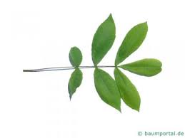 Attēlu rezultāti vaicājumam “Carya”