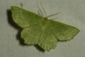 Attēlu rezultāti vaicājumam “Thalera fimbrialis”