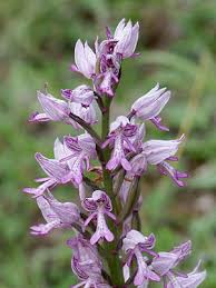 Attēlu rezultāti vaicājumam “Orchis militaris flower”