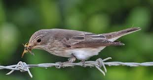 Attēlu rezultāti vaicājumam “Muscicapa striata juvenile”