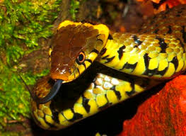 Attēlu rezultāti vaicājumam “Natrix natrix”