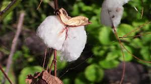 Attēlu rezultāti vaicājumam “Odontites vulgaris fruit”