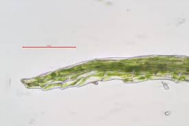 Attēlu rezultāti vaicājumam “Dicranella staphylina”