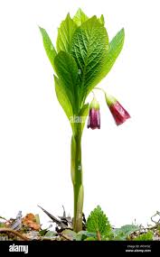 Attēlu rezultāti vaicājumam “Scopolia carniolica flower”