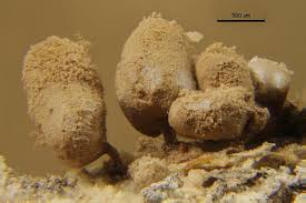 Attēlu rezultāti vaicājumam “Arcyria incarnata”