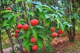 Attēlu rezultāti vaicājumam “Cornus sanguinea fruit”