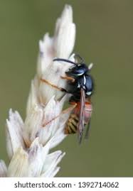 Attēlu rezultāti vaicājumam “Vespula rufa”