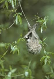 Attēlu rezultāti vaicājumam “Remiz pendulinus nest”