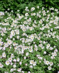 Image result for Buschwindröschen