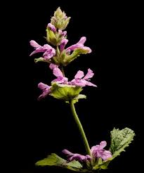 Attēlu rezultāti vaicājumam “Stachys officinalis bud”