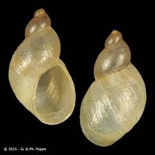 Attēlu rezultāti vaicājumam “Succinea”