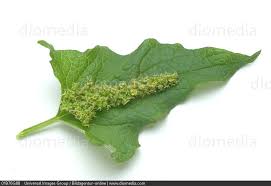 Attēlu rezultāti vaicājumam “Chenopodium bonus-henricus”