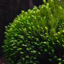 Attēlu rezultāti vaicājumam “Fissidens”