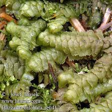 Attēlu rezultāti vaicājumam “Bazzania trilobata”