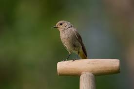 Attēlu rezultāti vaicājumam “Phoenicurus ochruros female”