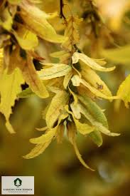 Attēlu rezultāti vaicājumam “Carpinus betulus fruit”