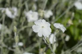 Image result for Lychnis coronaria alba
