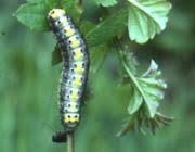 Attēlu rezultāti vaicājumam “Diloba caeruleocephala larva”