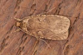 Attēlu rezultāti vaicājumam “Agonopterix heracliana”