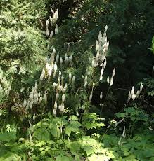 Image result for Silberkerze