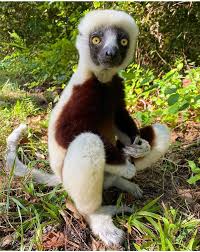 Attēlu rezultāti vaicājumam “Lycogala convexum sessile”