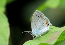 Attēlu rezultāti vaicājumam “Everes argiades underside”