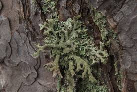 Attēlu rezultāti vaicājumam “Pseudevernia furfuracea”