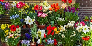 Image result for Marienglockenblumen