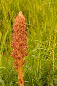 Attēlu rezultāti vaicājumam “Orobanche elatior flower”