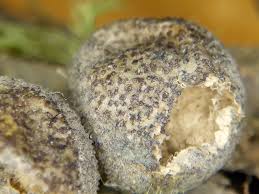 Attēlu rezultāti vaicājumam “Lycogala cf. fossiculatum sessile”