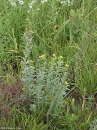 Attēlu rezultāti vaicājumam “Lophozia capitata”