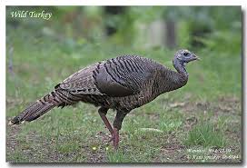 Attēlu rezultāti vaicājumam “Meleagris male”