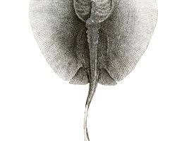 Image result for Gymnura micrura