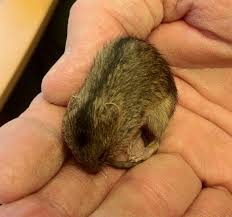 Attēlu rezultāti vaicājumam “Sicista betulina”