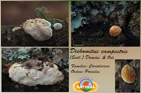 Attēlu rezultāti vaicājumam “Dichomitus campestris”