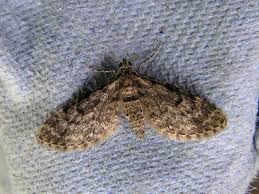 Attēlu rezultāti vaicājumam “Eupithecia tantillaria”