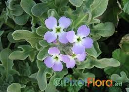 Image result for Levkoje