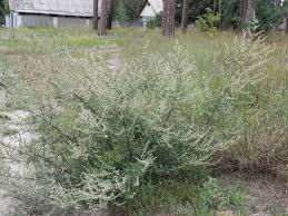 Image result for Artemisia vulgaris