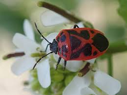 Attēlu rezultāti vaicājumam “Eurydema dominulus”