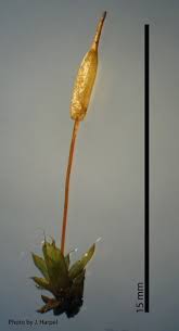 Attēlu rezultāti vaicājumam “Encalypta streptocarpa sporophyte”