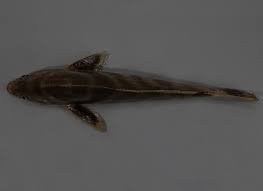 Image result for Menticirrhus americanus