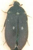 Attēlu rezultāti vaicājumam “Attagenus pellio”