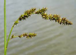 Attēlu rezultāti vaicājumam “Carex paniculata”