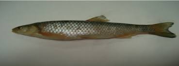 Image result for Squalius cephalus