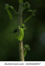 Attēlu rezultāti vaicājumam “Listera ovata”