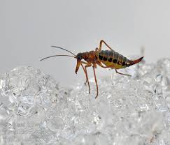 Attēlu rezultāti vaicājumam “Boreus”