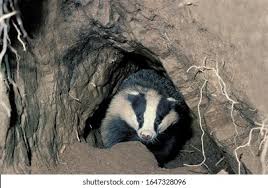 Attēlu rezultāti vaicājumam “Meles meles adult”